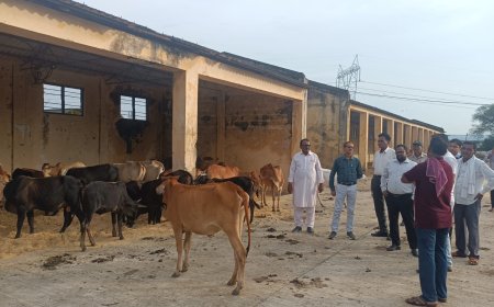 सीईओ जिला पंचायत  ने किया ग्राम पंचायतों में निराश्रित गौवंश की जा रही व्यवस्थाओं  का निरीक्षण