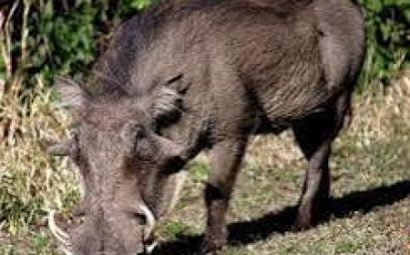 ग्रामीण आदिवासी महिला पर जंगली सुअर का जान लेवा हमला