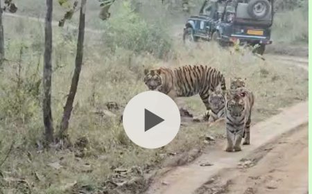 रोंगटे खड़े कर दिए पर्यटकों के....