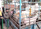 13 गाधों और 6 सांडों को किया नगर से बाहर