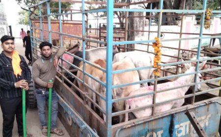 13 गाधों और 6 सांडों को किया नगर से बाहर