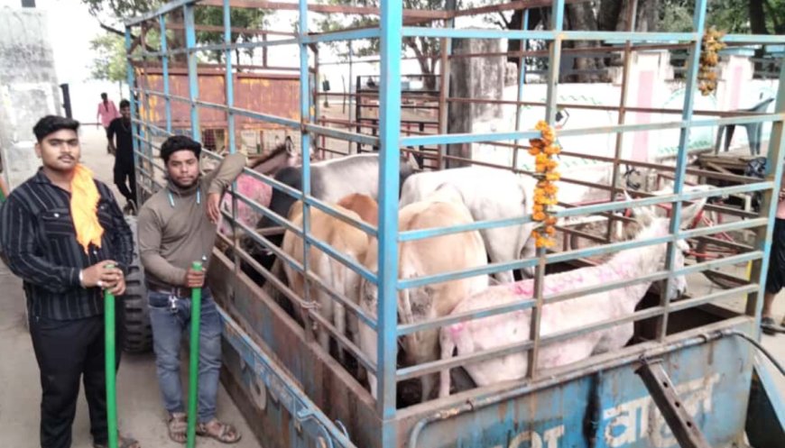 13 गाधों और 6 सांडों को किया नगर से बाहर